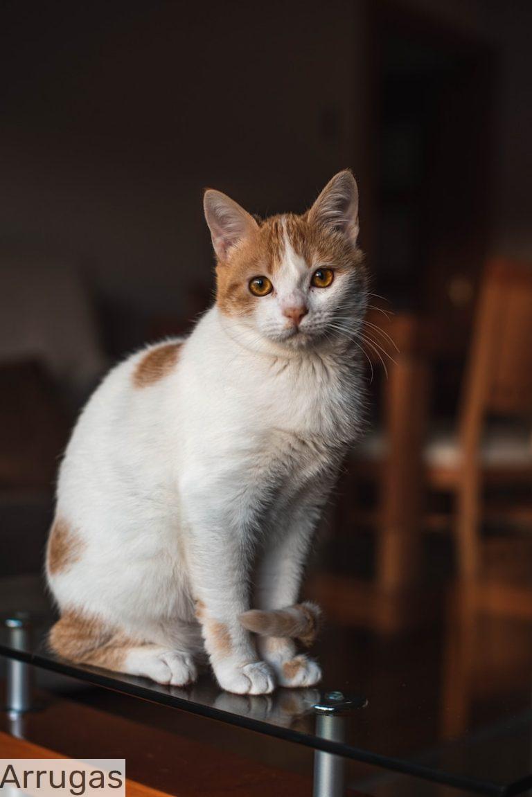 gato en casa