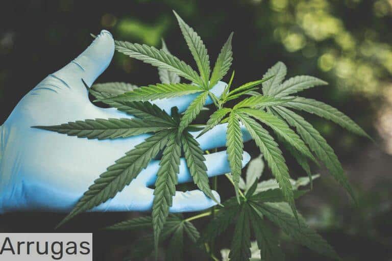 Como escoger un grow shop en Madrid