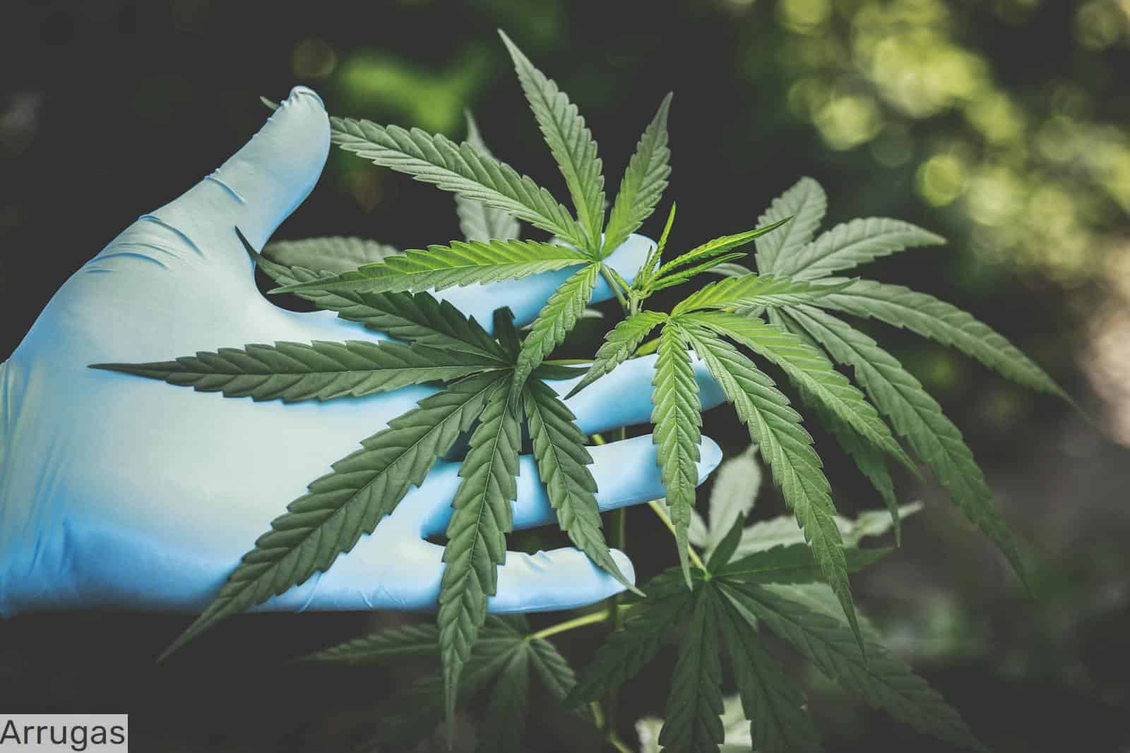 Como escoger un grow shop en Madrid